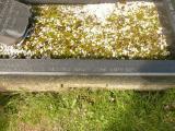 image of grave number 808497